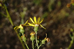 Jacobaea grandidentata