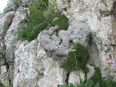 Gypsophila tenuifolia