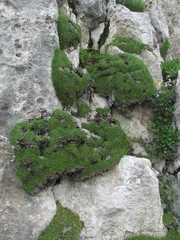 Gypsophila tenuifolia