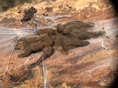 Selenocosmiinae