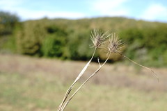 Hordeum geniculatum