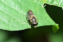 Eumerus rufoscutellatus