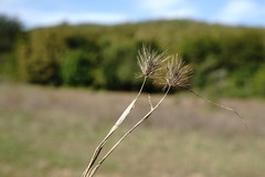 Hordeum geniculatum