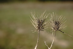 Hordeum geniculatum