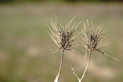 Hordeum geniculatum