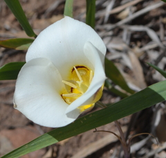 Calochortus nuttallii