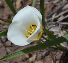 Calochortus nuttallii