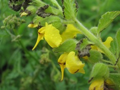 Rhynchocorys elephas