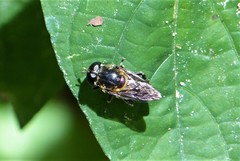 Eumerus rufoscutellatus