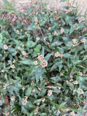 Persicaria capitata