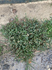 Persicaria capitata
