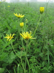Doronicum macrophyllum