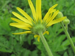 Doronicum macrophyllum