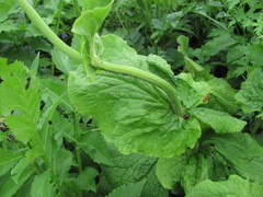 Doronicum macrophyllum