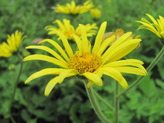 Doronicum macrophyllum