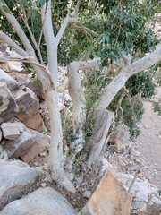 Ficus cordata