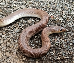 Platyceps plinii