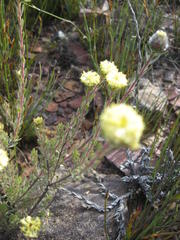 Leucadendron sericeum