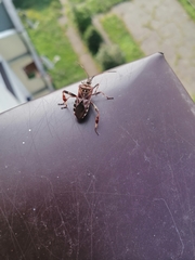 Leptoglossus occidentalis