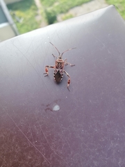Leptoglossus occidentalis