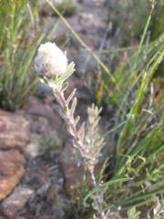 Leucadendron sericeum