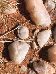 Dinteranthus pole-evansii