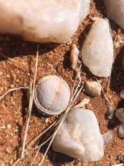 Dinteranthus pole-evansii