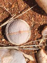 Dinteranthus pole-evansii