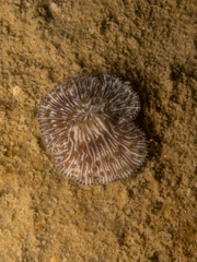 Cycloseris
