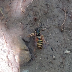 Vespula nursei