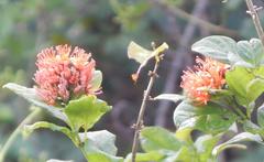 Combretum bracteosum