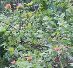 Combretum bracteosum