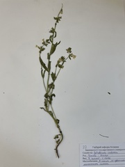 Stachys recta