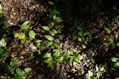 Polygonatum latifolium