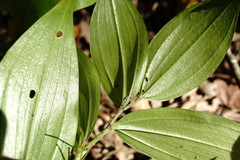 Polygonatum latifolium