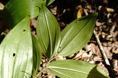 Polygonatum latifolium