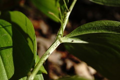 Polygonatum latifolium