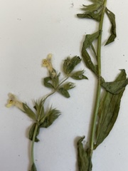 Stachys recta