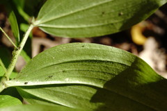 Polygonatum latifolium