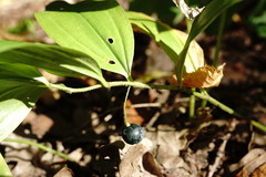 Polygonatum latifolium