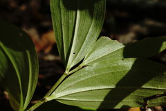 Polygonatum latifolium