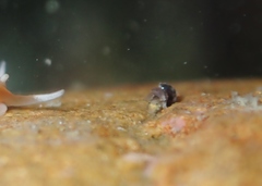 Eatoniella