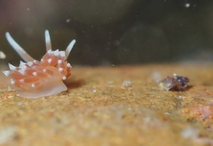Eatoniella