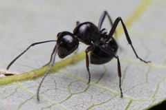 Polyrhachis pilosa