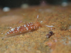 Eatoniella