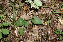 Viola alba dehnhardtii