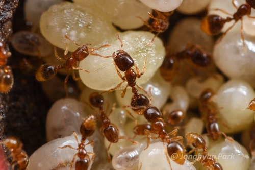 Solenopsis Japonica · Inaturalist Canada