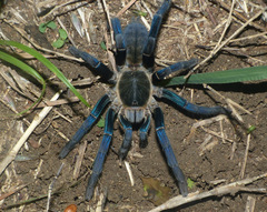 Cyriopagopus lividus