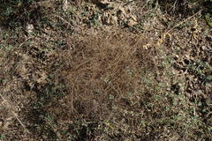 Galium tenuissimum