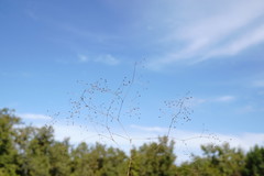 Galium tenuissimum